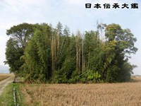 新開の森(シガイの森) | 日本伝承大鑑