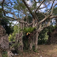 琉球墓群に取り囲まれた謎のグスク@沖縄市「インジングシク/八重島地区」 | パワースポット@神の島「Okinawa」 - 楽天ブログ