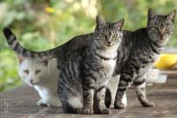 化女沼の野良猫 : 仙台人が仙台観光をしているブログ