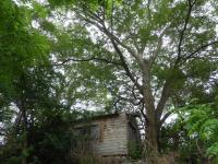かん子稲荷神社 （岩淵かん子之碑） : くぐる鳥居は鬼ばかり