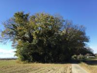 埼玉県熊谷市(1)、廃村新川集落跡と三島神社跡 : 散歩と旅ときどき温泉