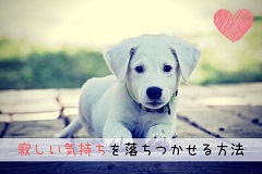 【死んだペットに会いたい】亡くなったペットに会う方法は一つだけの画像