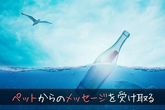 亡くなったペットからのメッセージを受け取って返事を伝える方法の画像