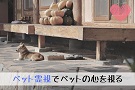 【ペット霊視】亡くなったペットと話したい、気持ちを知りたいの画像