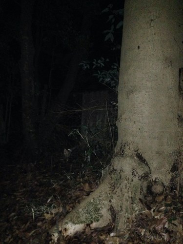 白幡神社で写真撮ったら… - 心霊写真