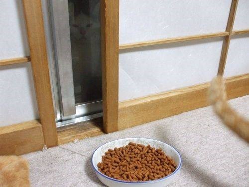 うちの猫は二匹なんですが…の画像