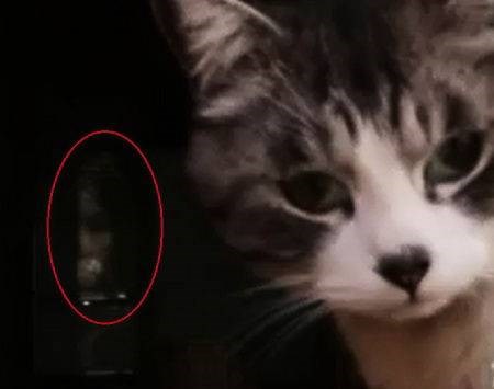 猫にも背後霊って取り憑くんだね - 心霊写真