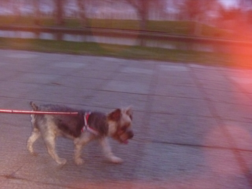 犬の散歩中に・・・の写真