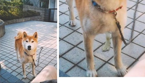 不自然な方向を向く犬の足