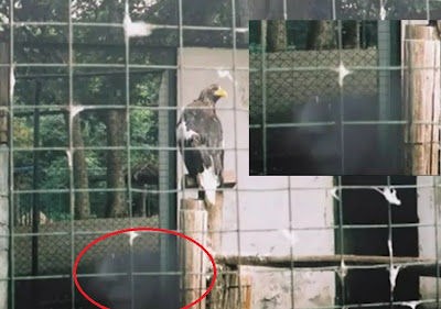 檻のワシ。鳥の香り