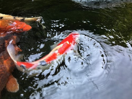 気のせい？ - 心霊写真