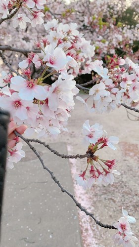 桜の真ん中に顔がの写真