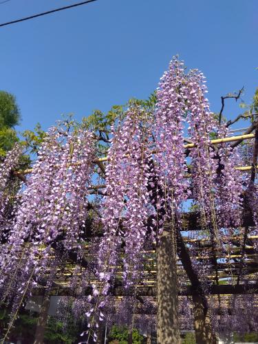 藤の花の写真