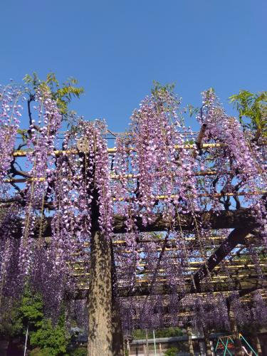 藤の花の写真