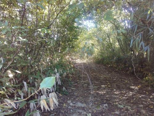 ハイキングの下見にて、右下蔦の横に笑う女