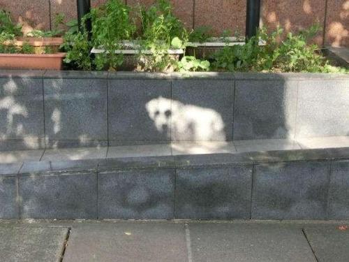 石の中に犬！？