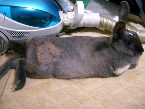 うさぎの体に顔が！？