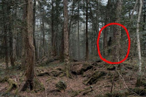 青木ヶ原樹海の不思議な写真