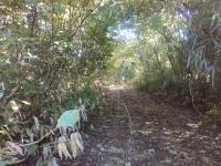 ハイキングの下見にて、右下蔦の横に笑う女の画像