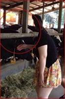 牧場にての画像