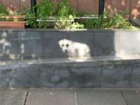 石の中に犬！？の画像