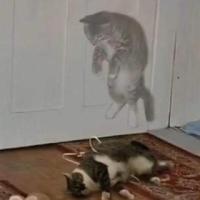 幽体離脱した猫の画像