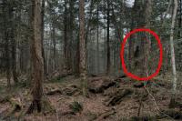 青木ヶ原樹海の不思議な写真の画像