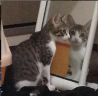 移り方がおかしいの画像