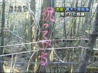 樹海の木にの画像