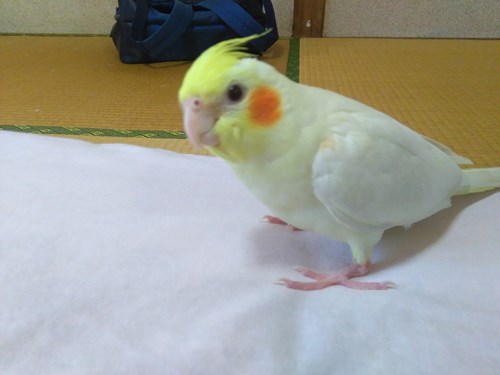 インコのきなこと巡り会えるのはいつでしょうか？