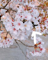 今日の朝心霊写真ぽいの撮ったのですが顔らしきものが…心霊写真ですか？