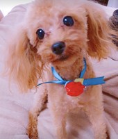 愛犬が脳震盪で急死しました。この子は私達家族と過ごして幸せだったのかとかとても気になります