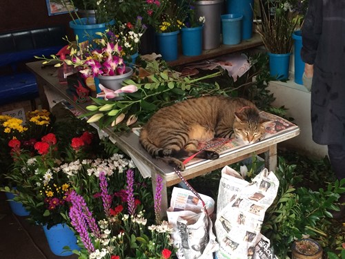 入り口にある花屋でコイツが
いつも寝てるイメージしかないわ

民家も近いし、あまり出るイメージないわ