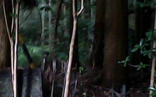 新田さん家のコメント欄に投稿された写真