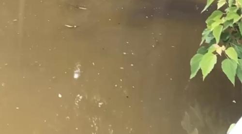 カッパ池のコメント欄に投稿された写真