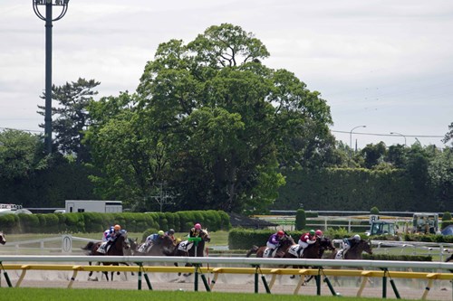 東京競馬場第３コーナーの大欅の写真