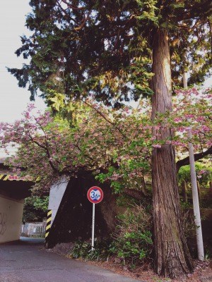 【東京都】軍用軽便鉄道トンネルの画像