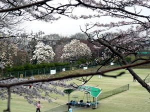 【神奈川県】保土ヶ谷公園の画像