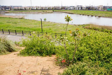 【吉川市】美南中央公園近くの貯水池の画像