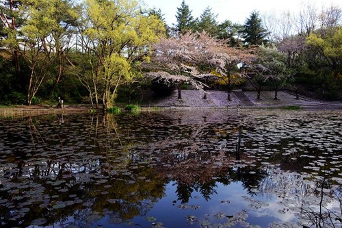 じゅんさい池公園