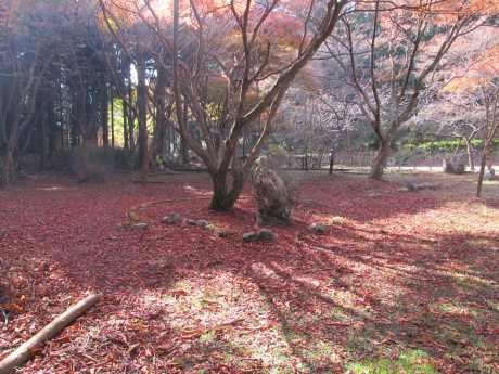 魑魅魍魎狩籠の丘の写真