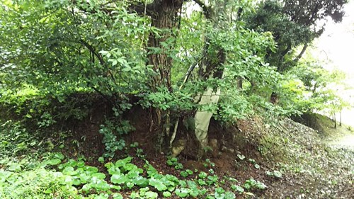 【鹿島市】蟻尾山の画像