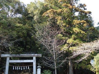 春日神社の写真