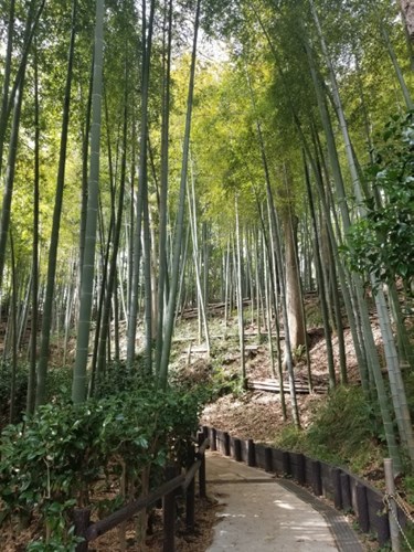 春先に心霊スポットとは知らずに散歩に出かけました、鈍感なのか何も感じなかったのですが、昼間でも暗くて薄ら寒かったです。なにも写っていませんが、一枚だけ撮影しました。