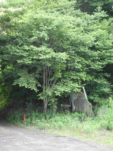 中村精神病院跡地