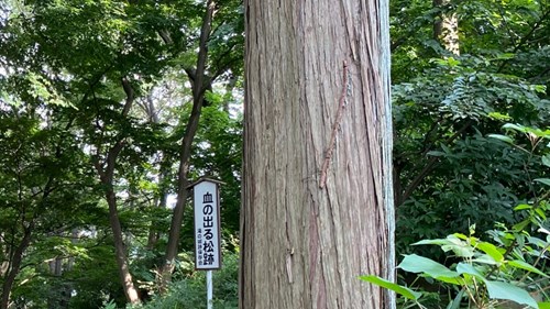 滝の城跡公園の写真