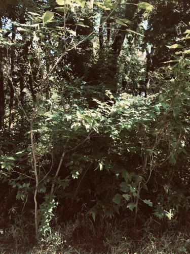 【川越市】川越の幽霊通りの画像