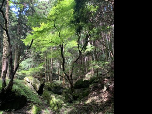 名草厳島神社の写真