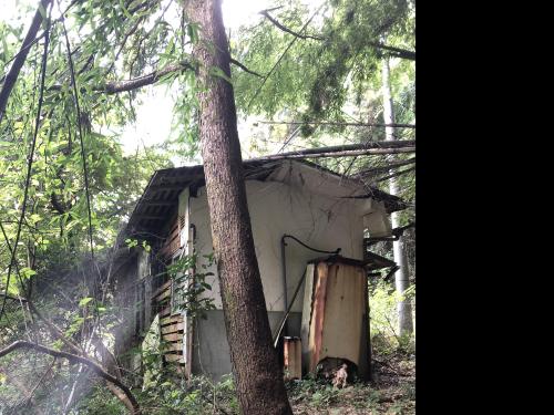 【東伯郡三朝町】三朝竹林の画像