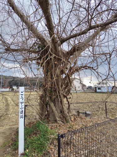 【岡山市】ごうやぶ遺跡の画像